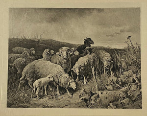 Herd of Sheep in the Field Photogravure